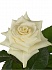 Роза(экв) Мондиал 80см(Florana)